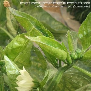 אקרית