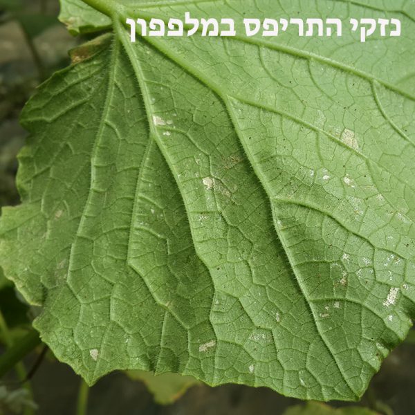 תריפס