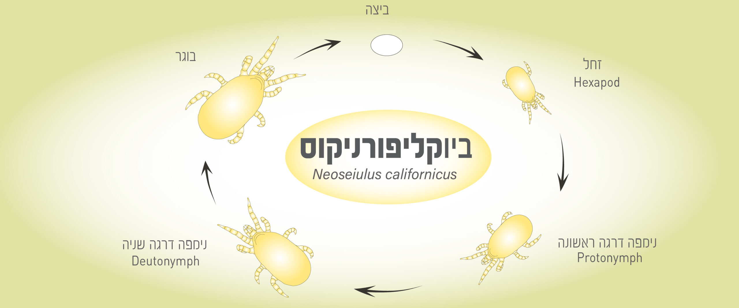 ביוקליפורניקוס – אקרית טורפת נגד אקריות קורים – תמונה 2